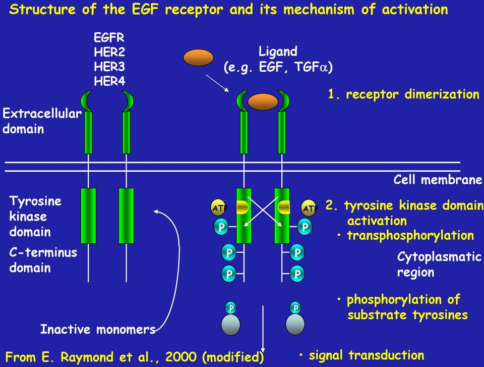 receptor dimerization Cell membrane Tyrosine kinase domain C-terminus domain ATP P P P P P P ATP 2.