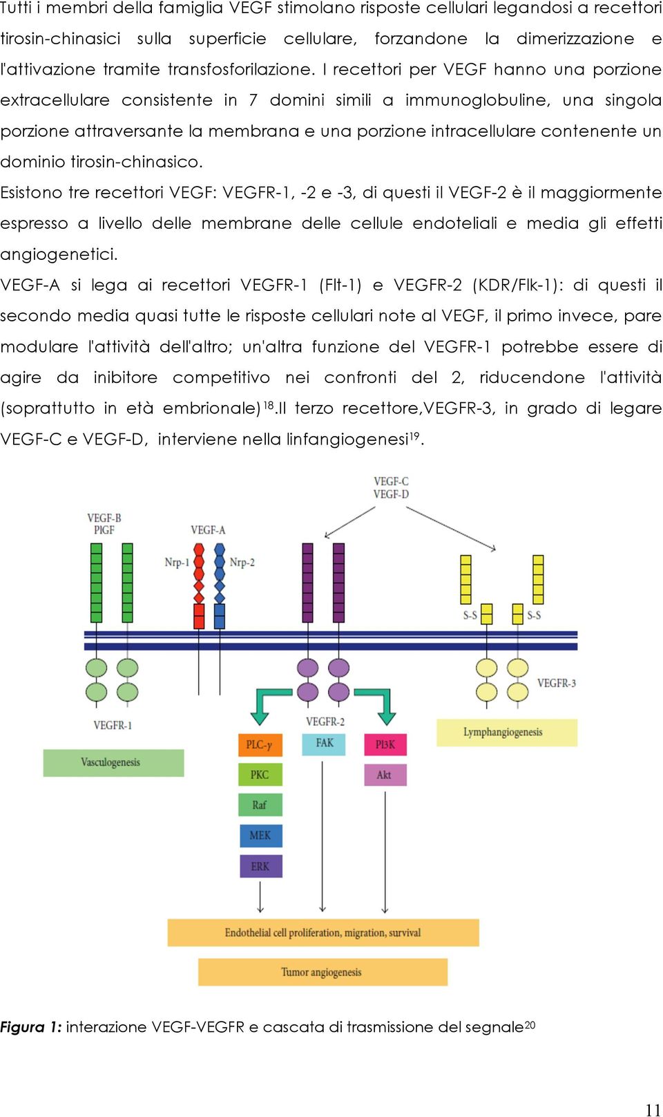 I recettori per VEGF hanno una porzione extracellulare consistente in 7 domini simili a immunoglobuline, una singola porzione attraversante la membrana e una porzione intracellulare contenente un