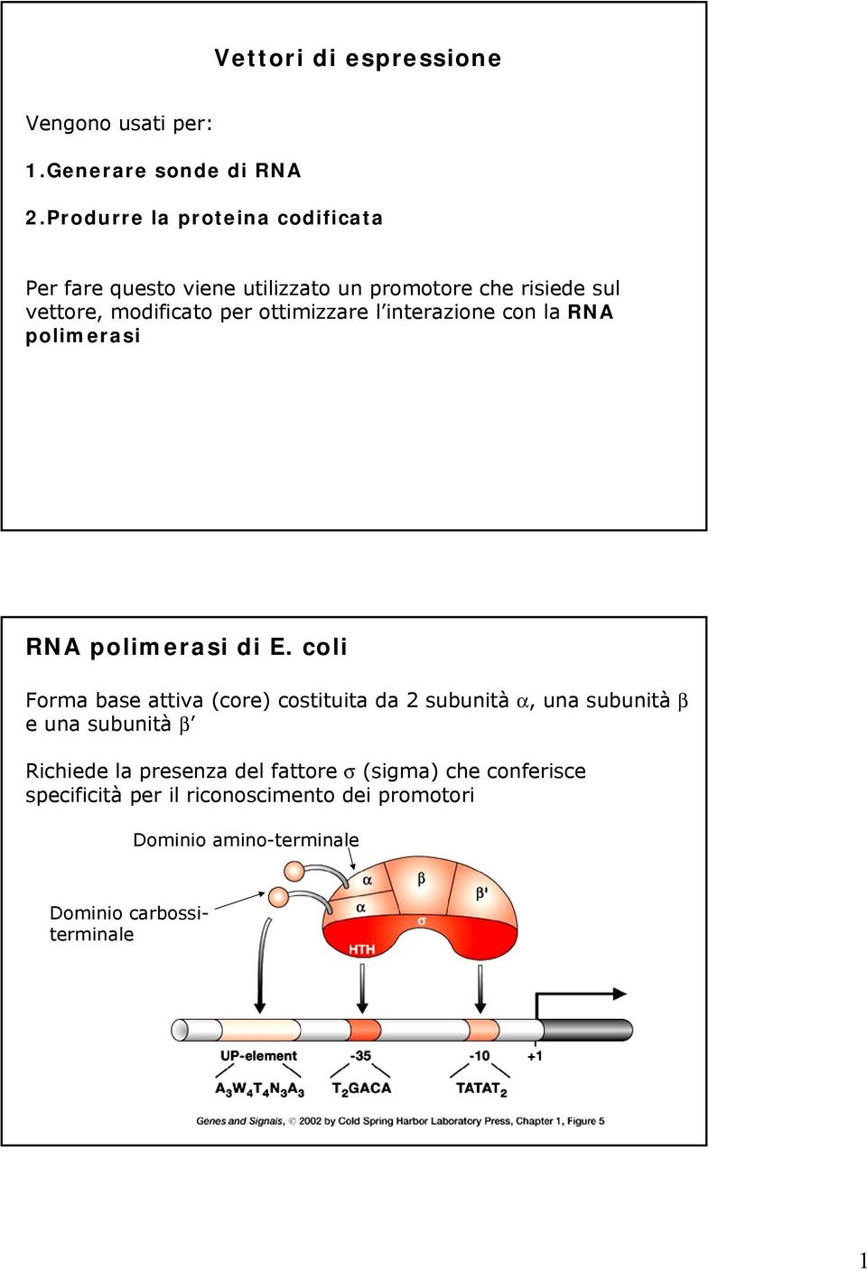 ottimizzare l interazione con la RNA polimerasi RNA polimerasi di E.
