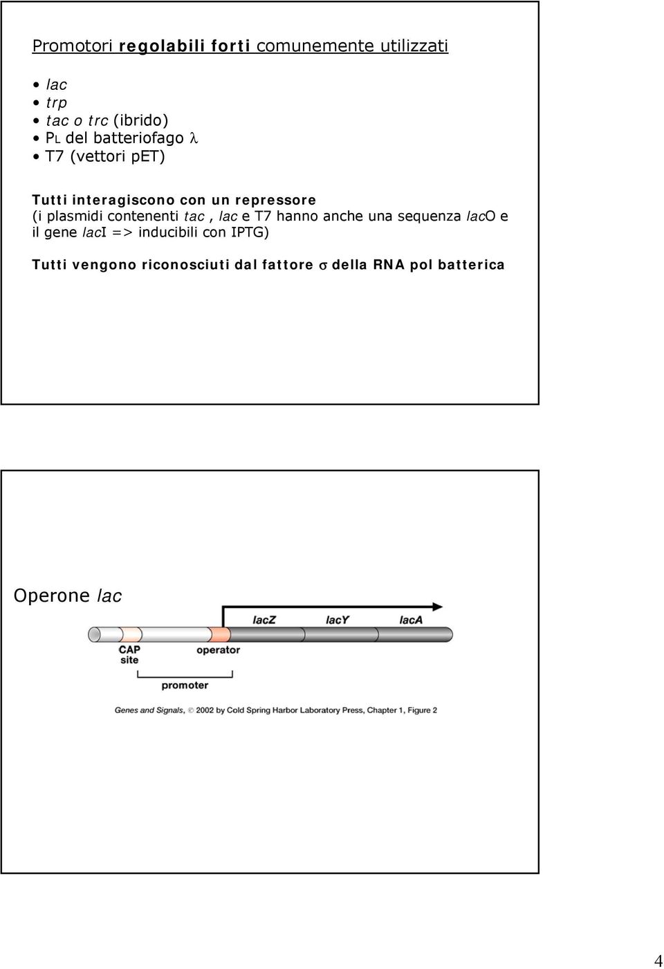 contenenti tac, lac e T7 hanno anche una sequenza laco e il gene laci => inducibili