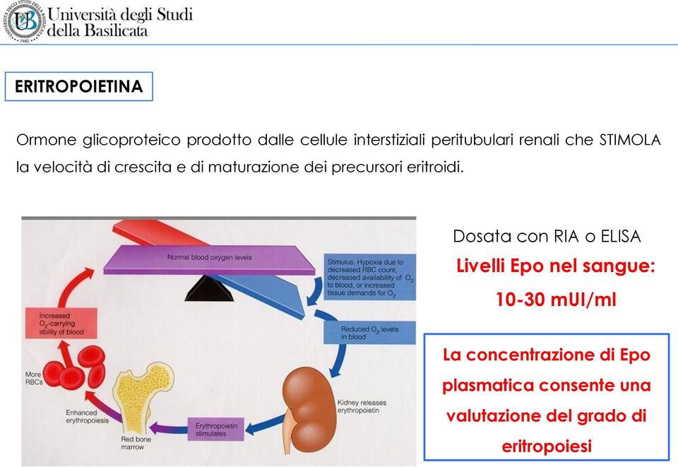 precursori eritroidi.