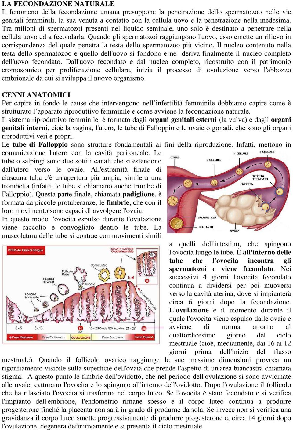 Quando gli spermatozoi raggiungono l'uovo, esso emette un rilievo in corrispondenza del quale penetra la testa dello spermatozoo più vicino.