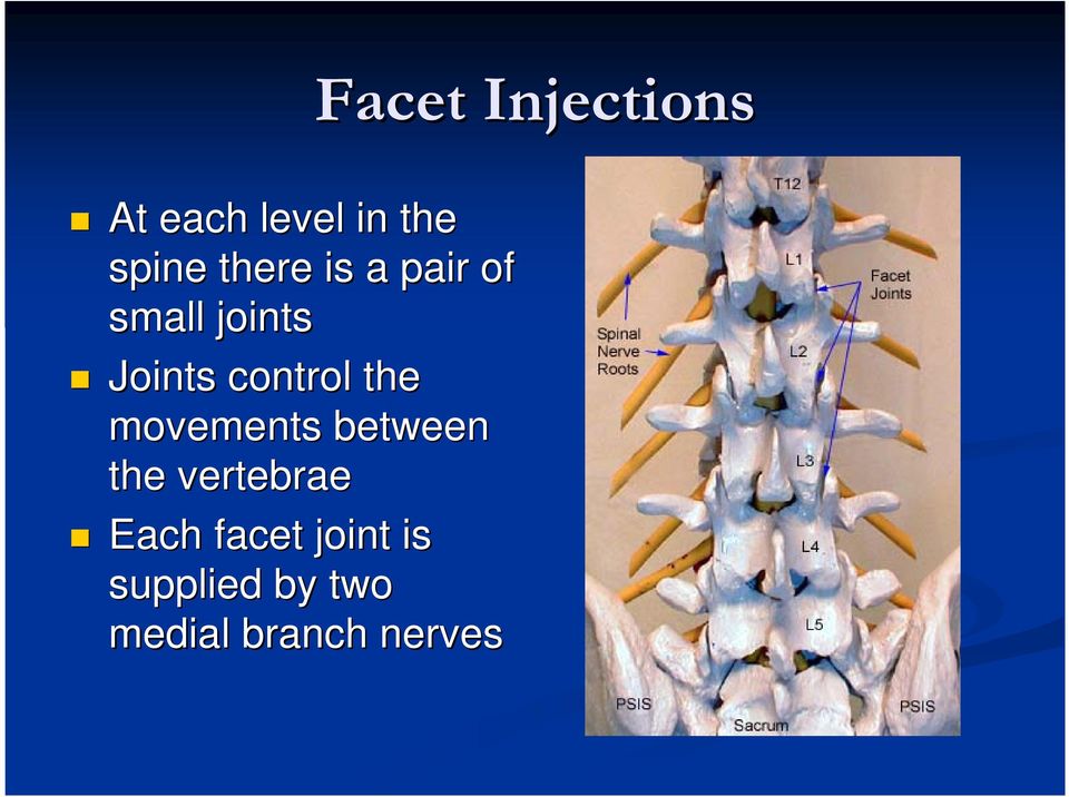 control the movements between the vertebrae