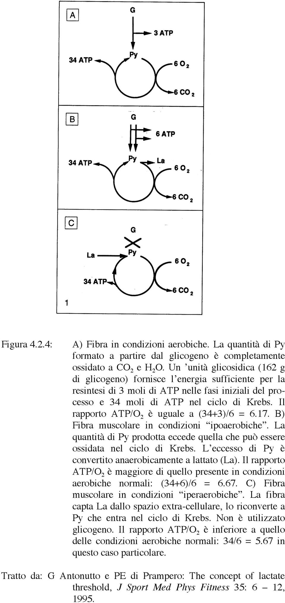 Il rapporto ATP/O 2 è uguale a (34+3)/6 = 6.17. B) Fibra muscolare in condizioni ipoaerobiche. La quantità di Py prodotta eccede quella che può essere ossidata nel ciclo di Krebs.