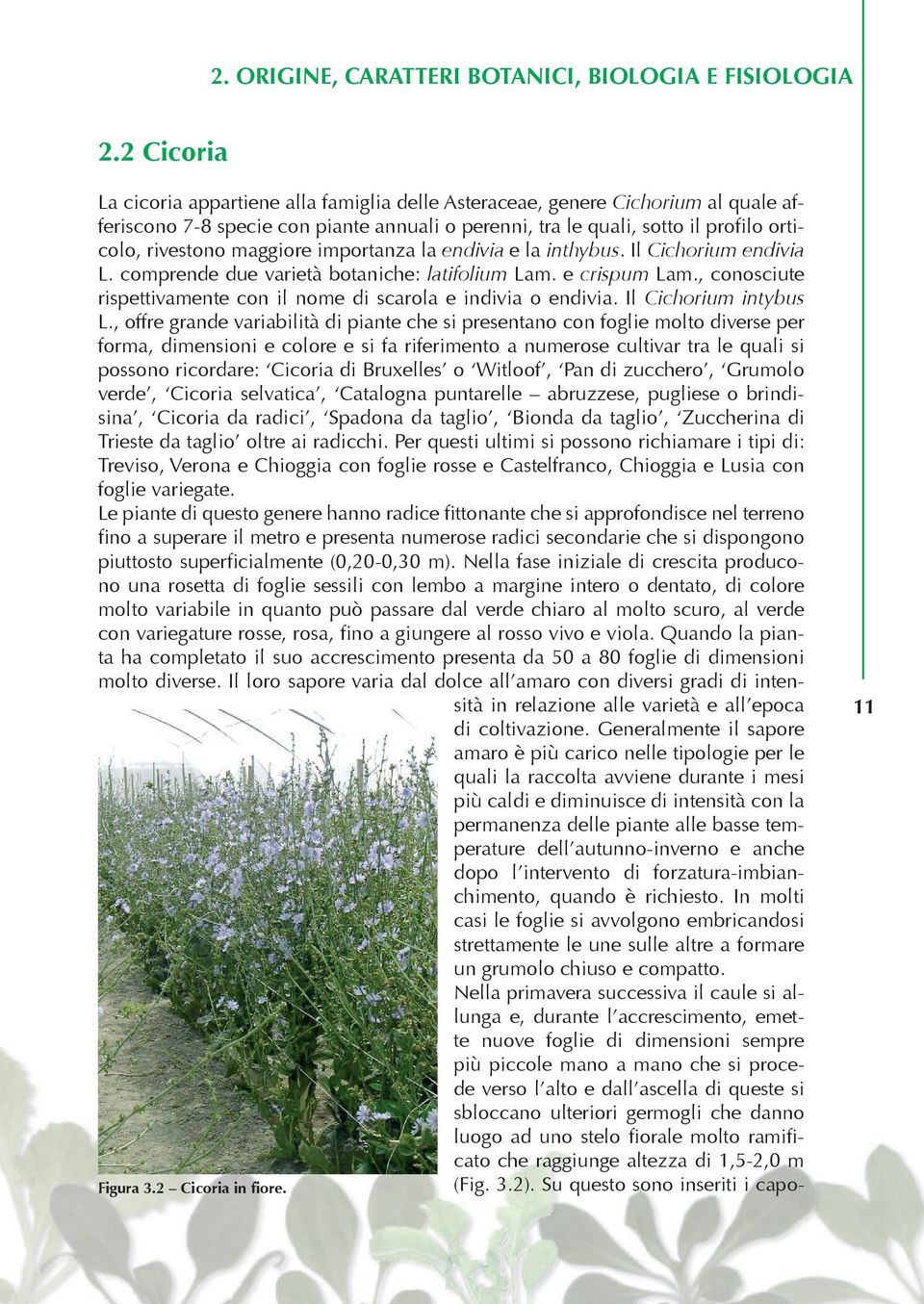 maggiore importanza la endivia e la inthybus. Il Cichorium endivia L. comprende due varietà botaniche: latifolium Lam. e crispum Lam.