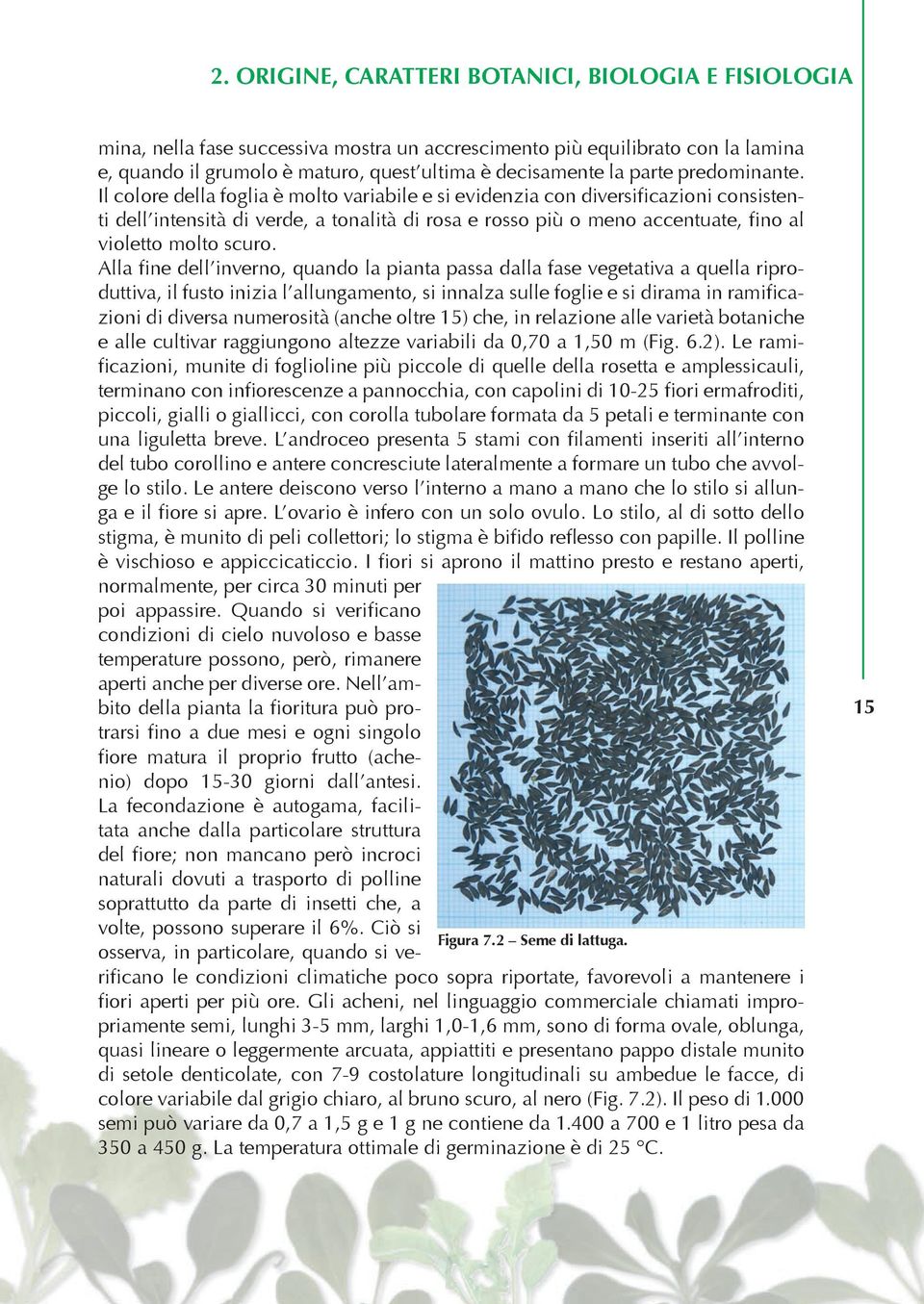 Il colore della foglia è molto variabile e si evidenzia con diversificazioni consistenti dell intensità di verde, a tonalità di rosa e rosso più o meno accentuate, fino al violetto molto scuro.