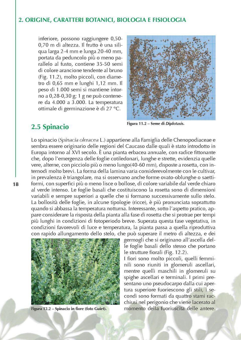 2), molto piccoli, con diametro di 0,65 mm e lunghi 1,12 mm. Il peso di 1.000 semi si mantiene intorno a 0,28-0,30 g; 1 g ne può contenere da 4.000 a 3.000. La temperatura ottimale di germinazione è di 27 C.