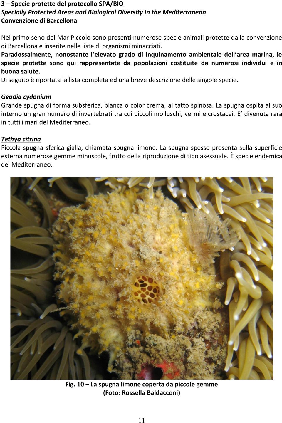 Paradossalmente, nonostante l elevato grado di inquinamento ambientale dell area marina, le specie protette sono qui rappresentate da popolazioni costituite da numerosi individui e in buona salute.