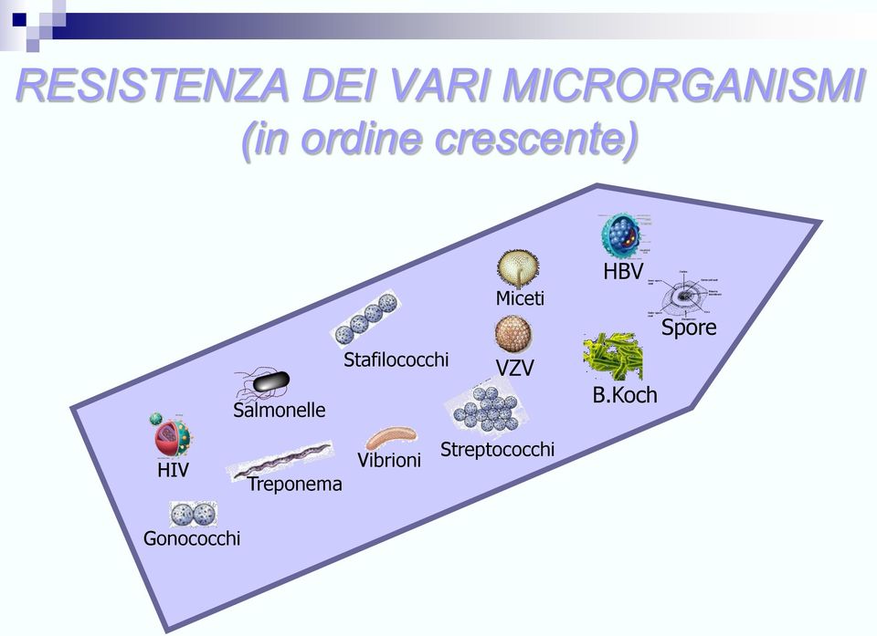 Salmonelle Stafilococchi VZV B.