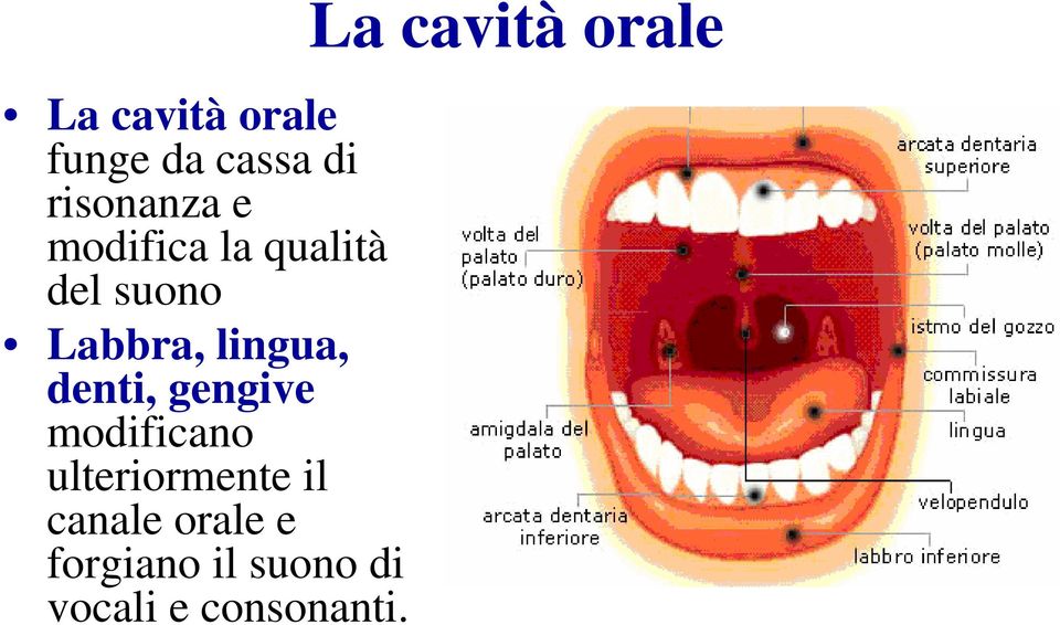 denti, gengive modificano ulteriormente il canale