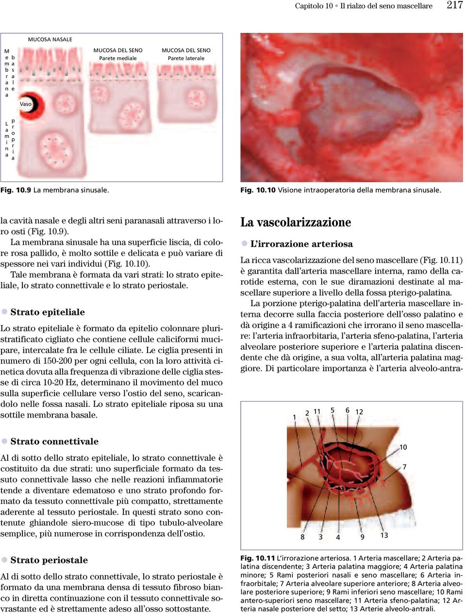 La membrana sinusale ha una superficie liscia, di colore rosa pallido, è molto sottile e delicata e può variare di spessore nei vari individui (Fig. 10.10).