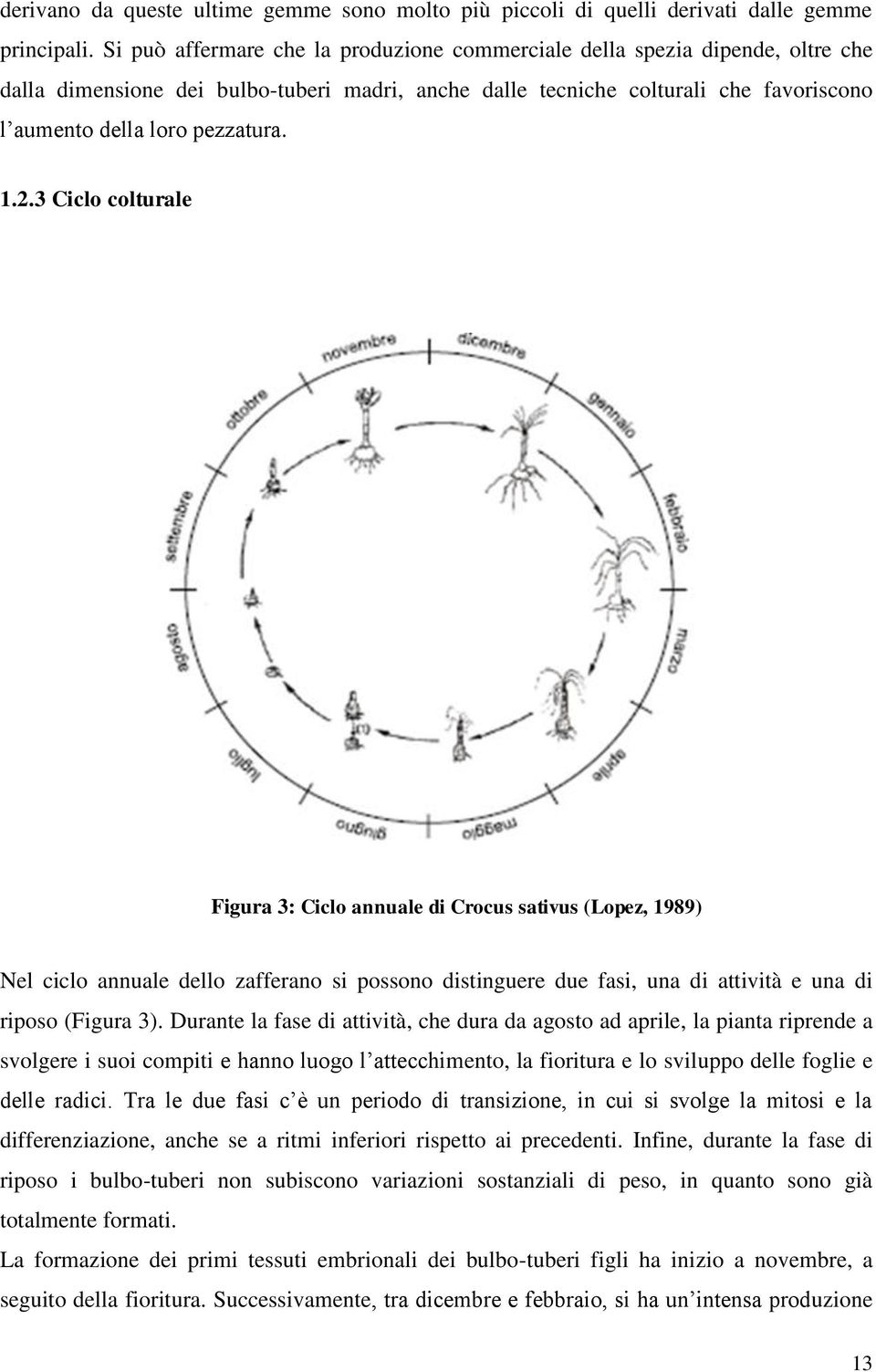 1.2.3 Ciclo colturale Figura 3: Ciclo annuale di Crocus sativus (Lopez, 1989) Nel ciclo annuale dello zafferano si possono distinguere due fasi, una di attività e una di riposo (Figura 3).