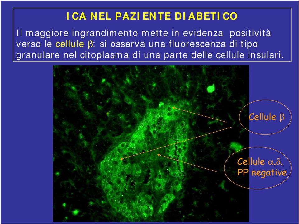 fluorescenza di tipo granulare nel citoplasma di una parte