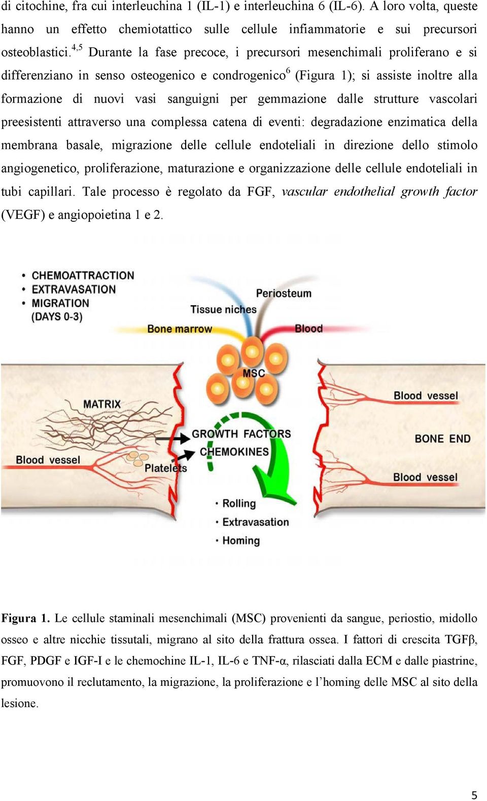gemmazione dalle strutture vascolari preesistenti attraverso una complessa catena di eventi: degradazione enzimatica della membrana basale, migrazione delle cellule endoteliali in direzione dello