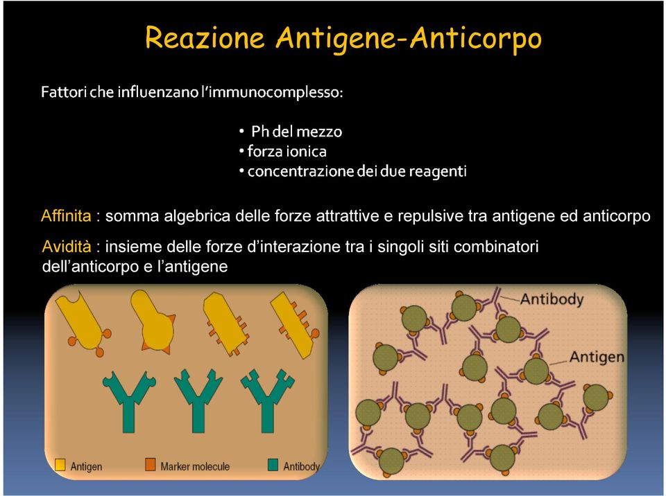 anticorpo Avidità : insieme delle forze d interazione