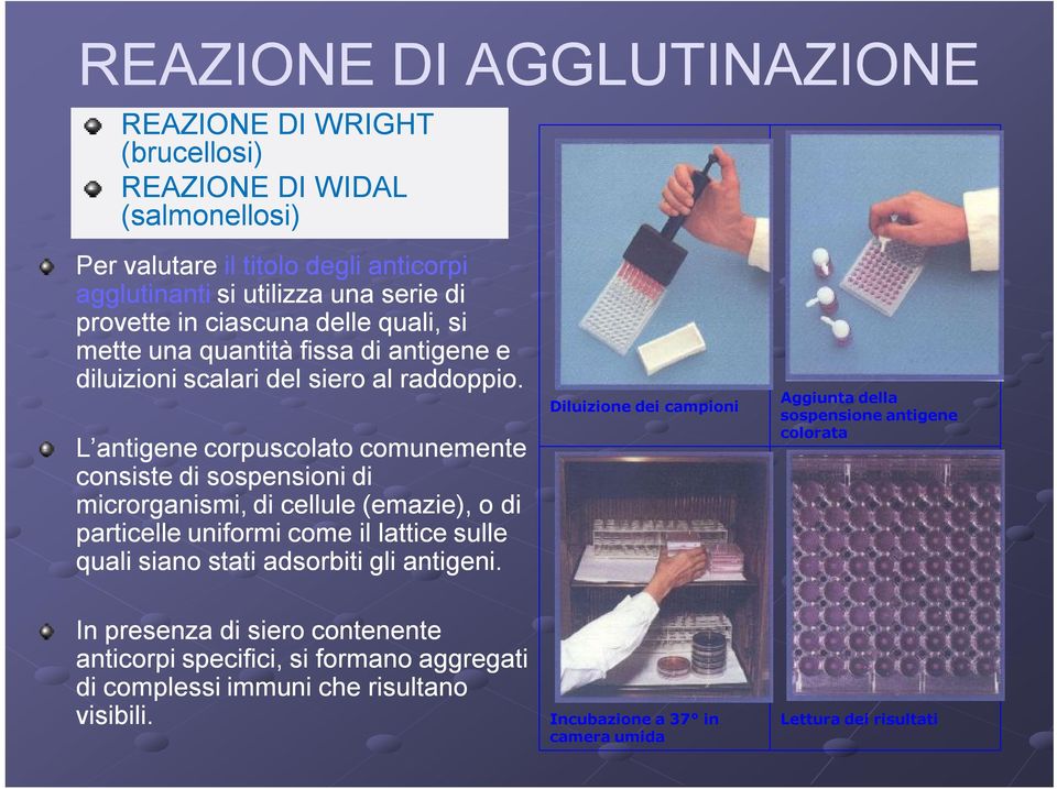 L antigene corpuscolato comunemente consiste di sospensioni di microrganismi, di cellule (emazie), o di particelle uniformi come il lattice sulle quali siano stati adsorbiti gli