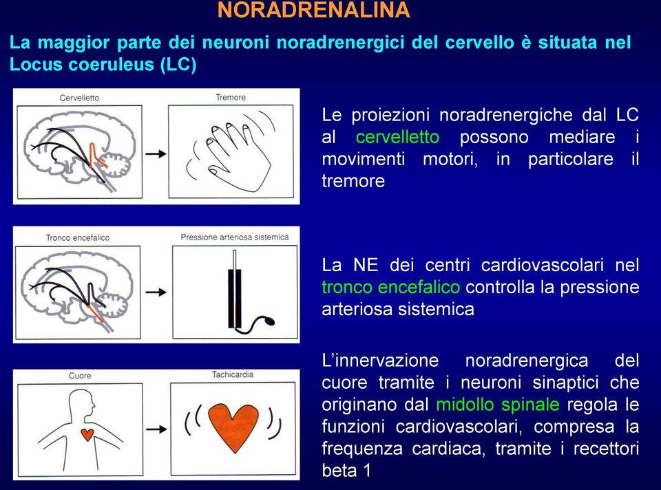 cardiovascolari nel tronco encefalico controlla la pressione arteriosa sistemica L innervazione noradrenergica del cuore tramite