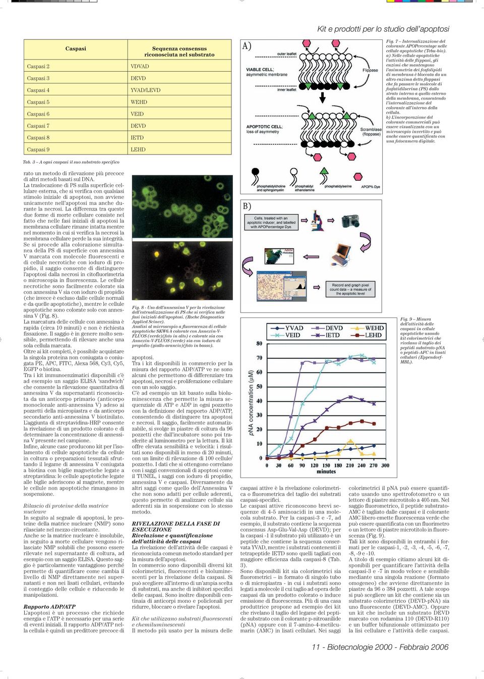 a) Nelle cellule apoptotiche l attività delle flippasi, gli enzimi che mantengono l asimmetria dei fosfolipidi di membrana è bloccata da un altro enzima detto floppasi che fa passare le molecole di