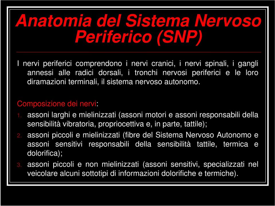 assoni larghi e mielinizzati (assoni motori e assoni responsabili della sensibilità vibratoria, propriocettiva e, in parte, tattile); 2.