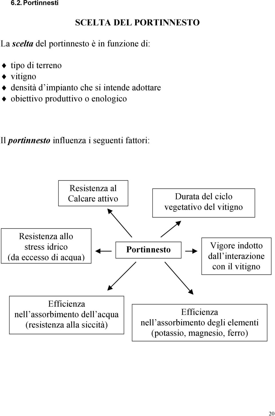 ciclo vegetativo del vitigno Resistenza allo stress idrico (da eccesso di acqua) Portinnesto Vigore indotto dall interazione con il