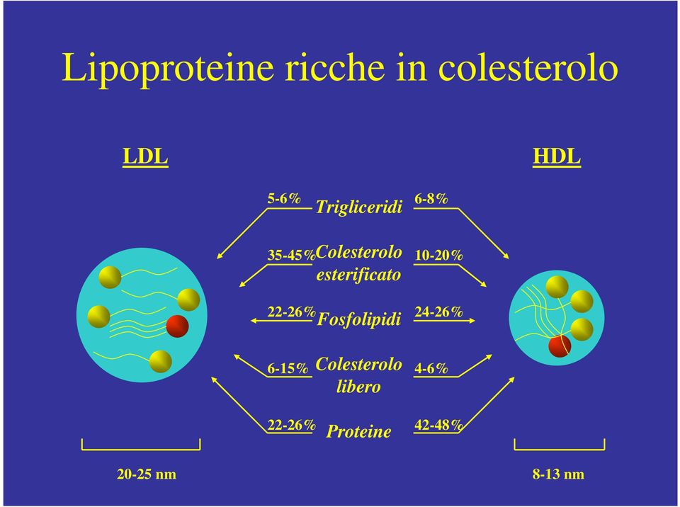 10-20% 22-26% 24-26% Fosfolipidi Colesterolo