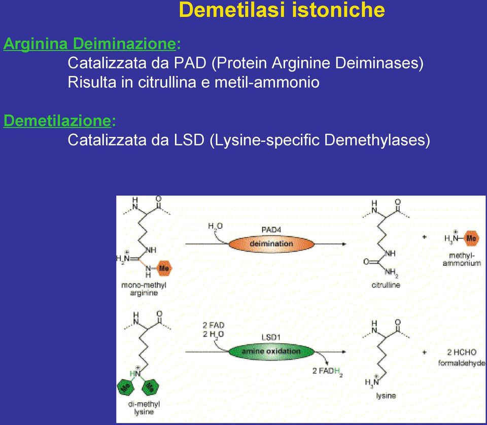 Risulta in citrullina e metil-ammonio