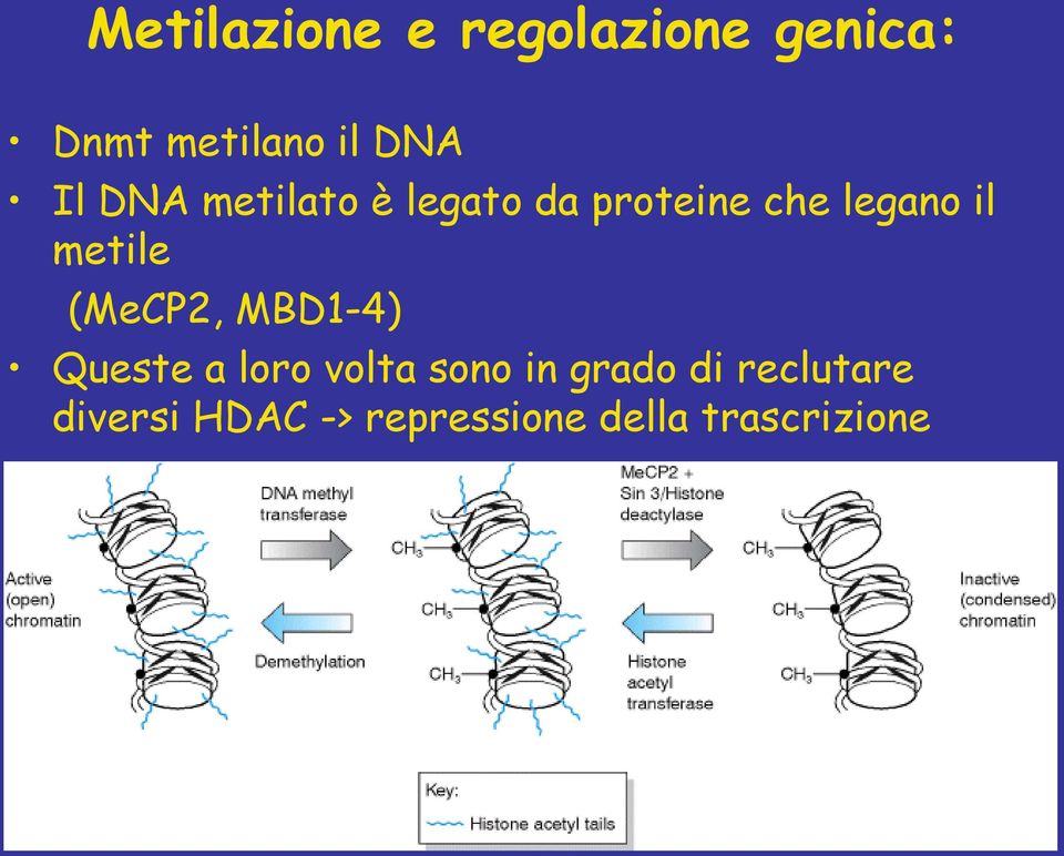 metile (MeCP2, MBD1-4) Queste a loro volta sono in