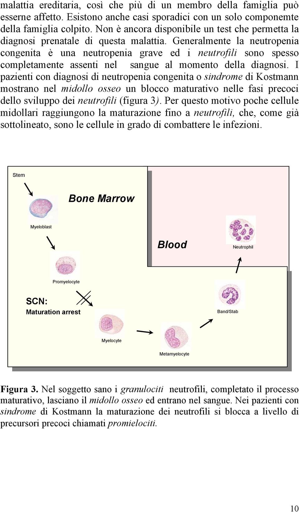 Generalmente la neutropenia congenita è una neutropenia grave ed i neutrofili sono spesso completamente assenti nel sangue al momento della diagnosi.