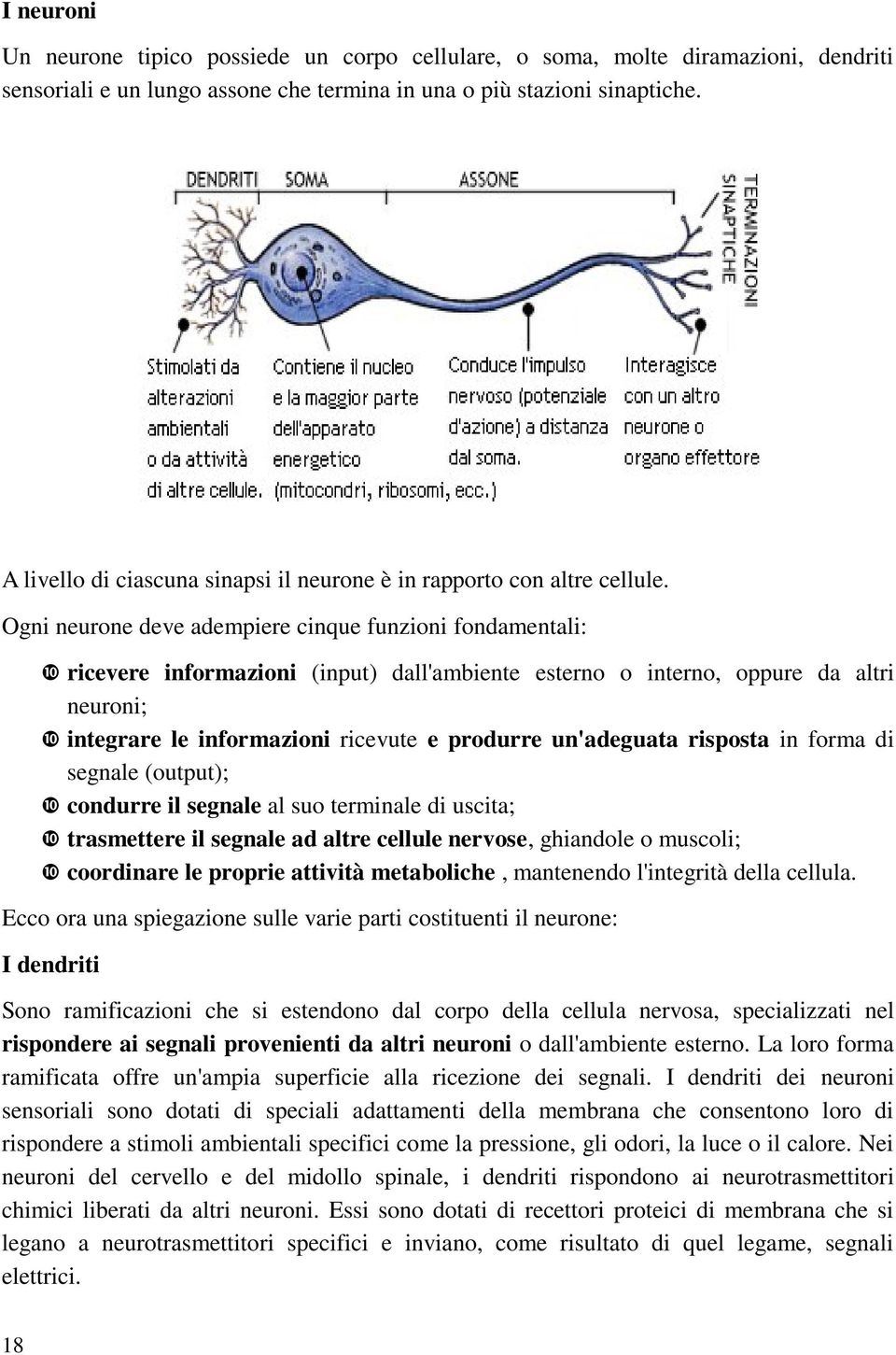 Ogni neurone deve adempiere cinque funzioni fondamentali: ricevere informazioni (input) dall'ambiente esterno o interno, oppure da altri neuroni; integrare le informazioni ricevute e produrre