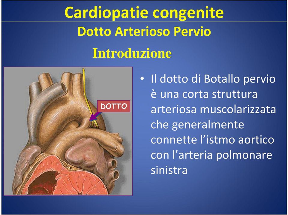 corta struttura arteriosa muscolarizzata che