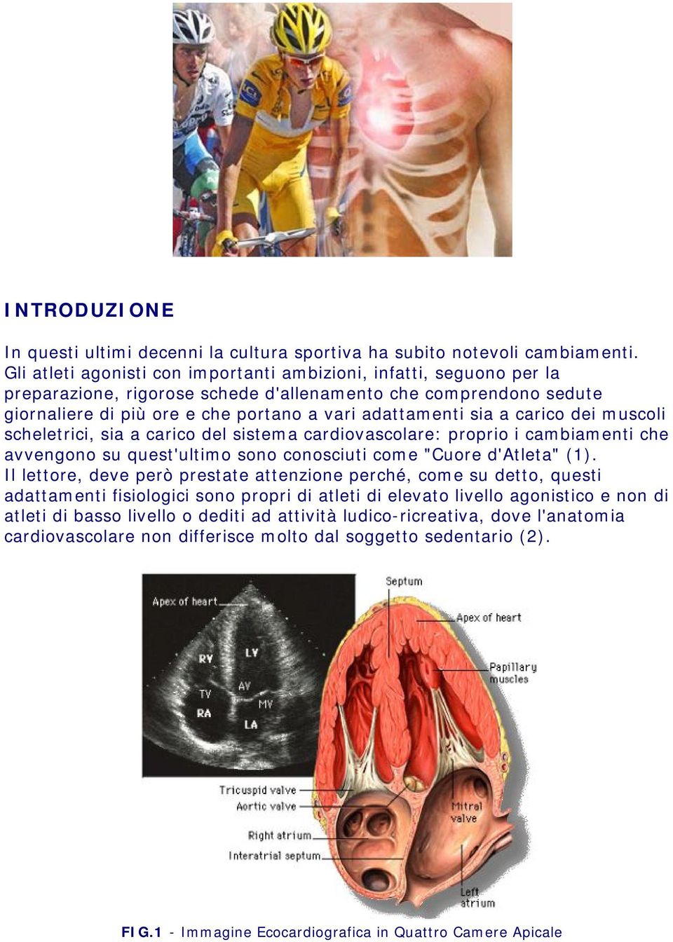 carico dei muscoli scheletrici, sia a carico del sistema cardiovascolare: proprio i cambiamenti che avvengono su quest'ultimo sono conosciuti come "Cuore d'atleta" (1).