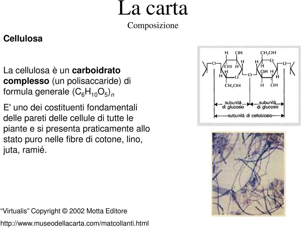 cellule di tutte le piante e si presenta praticamente allo stato puro nelle fibre di cotone,