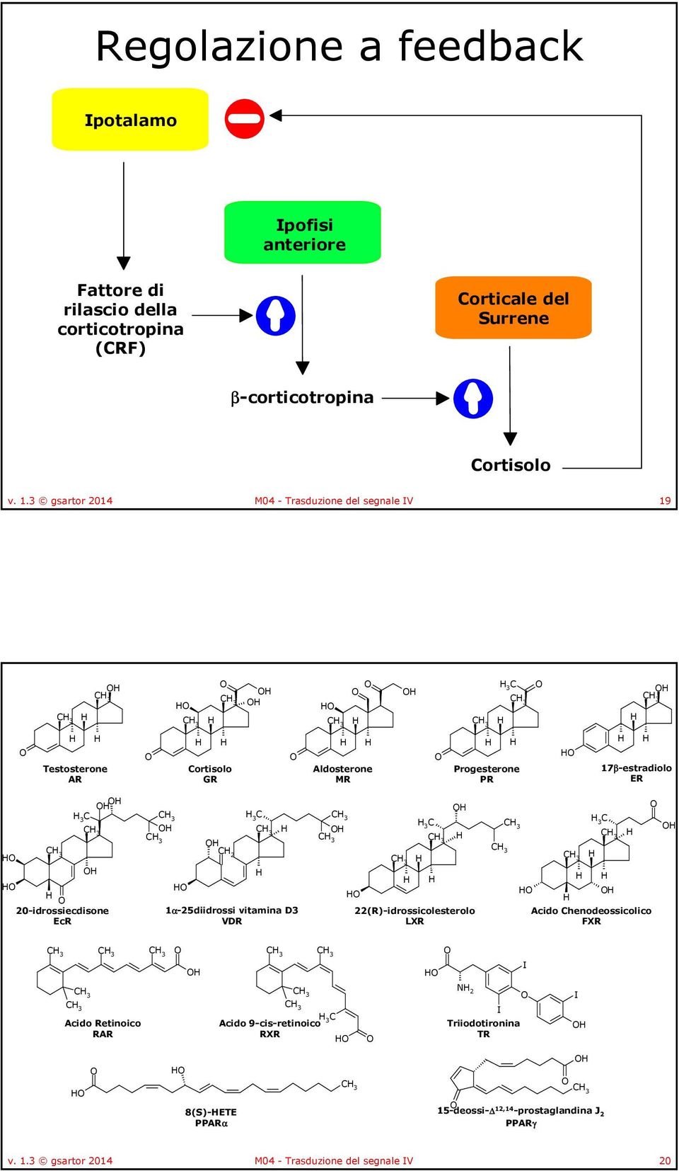 20-idrossiecdisone EcR C 2 C 3 1α-25diidrossi vitamina D3 VDR 3 C 22(R)-idrossicolesterolo LXR 3 C Acido Chenodeossicolico FXR I Acido Retinoico RAR