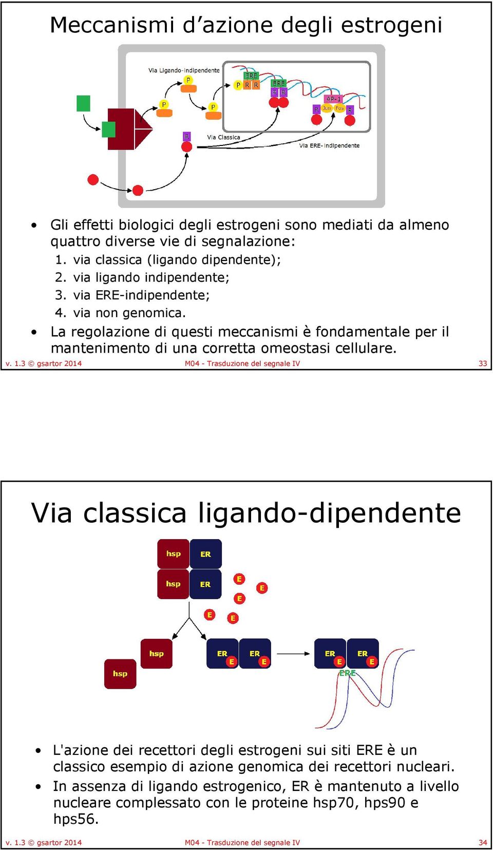 3 gsartor 2014 M04 - Trasduzione del segnale IV 33 Via classica ligando-dipendente L'azione dei recettori degli estrogeni sui siti ERE èun classico esempio di azione genomica dei