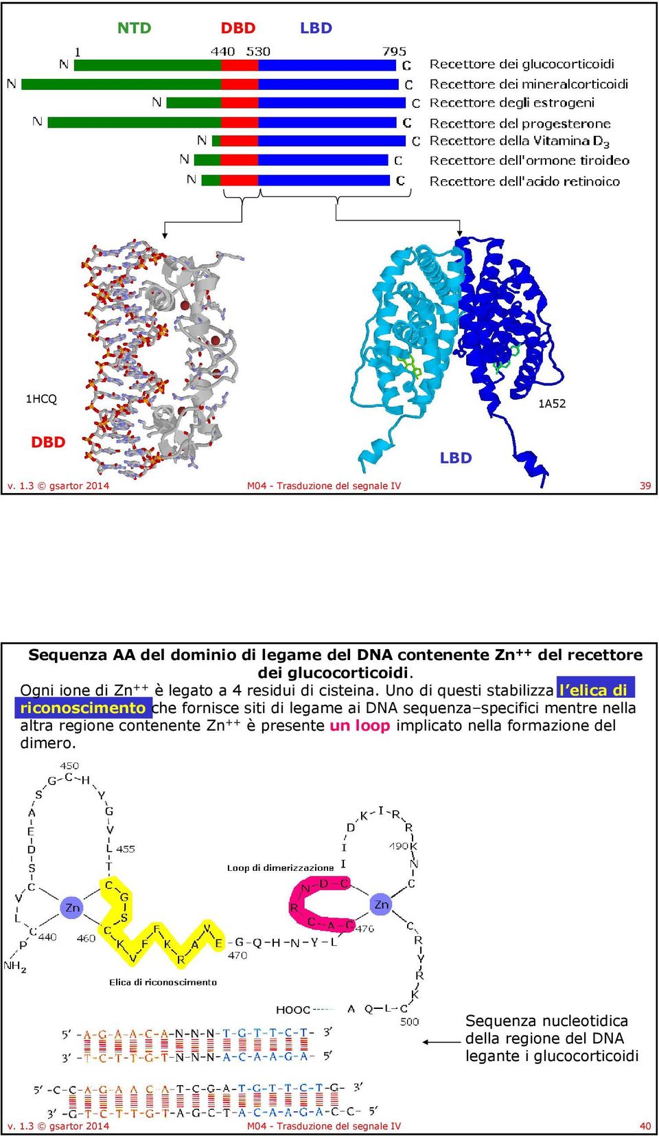 recettore dei glucocorticoidi. gni ione di Zn ++ èlegato a 4 residui di cisteina.