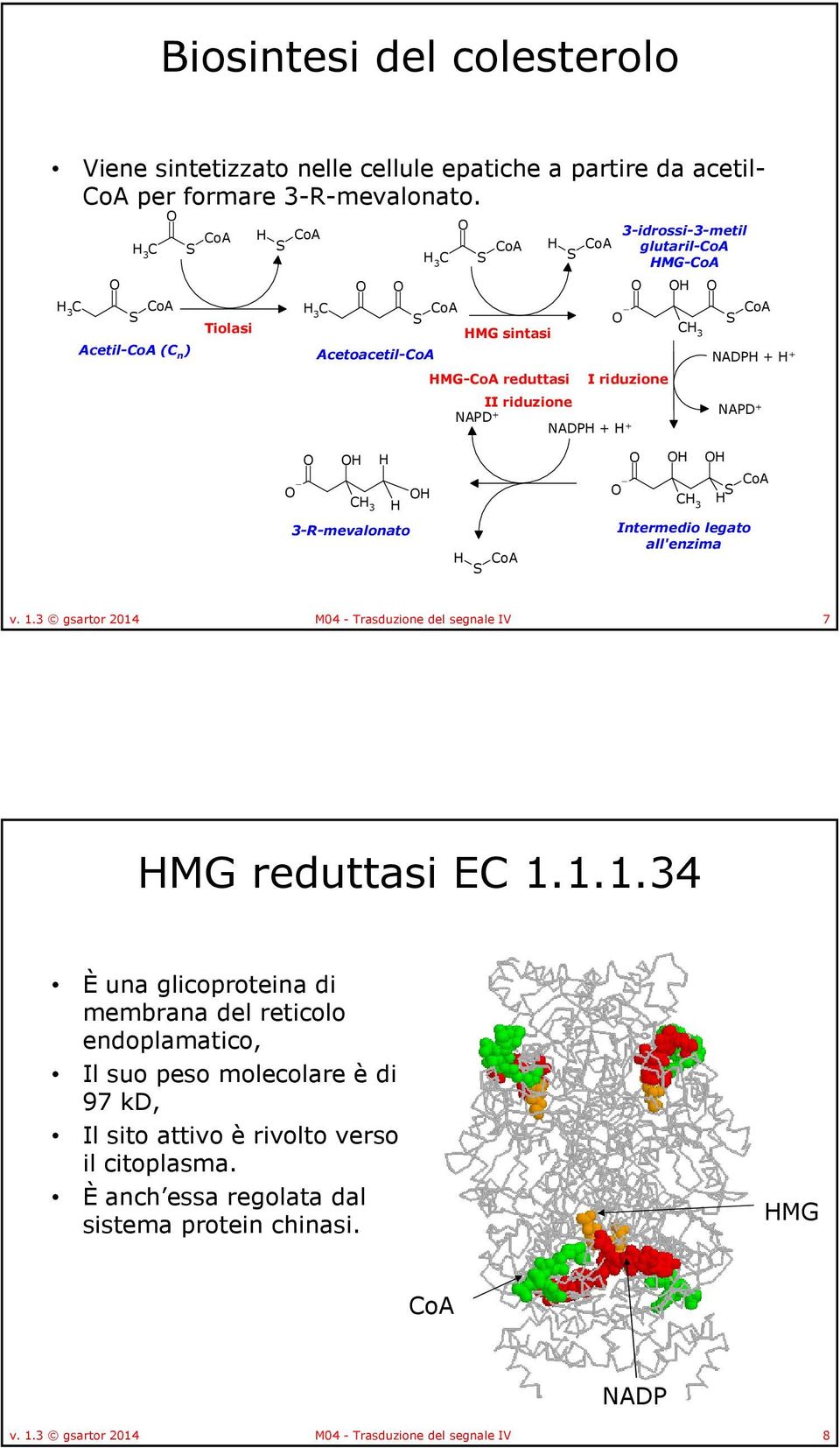 glutaril-coa MG-CoA S CoA NADP + + NAPD + 3-R-mevalonato S CoA S CoA Intermedio legato all'enzima v. 1.