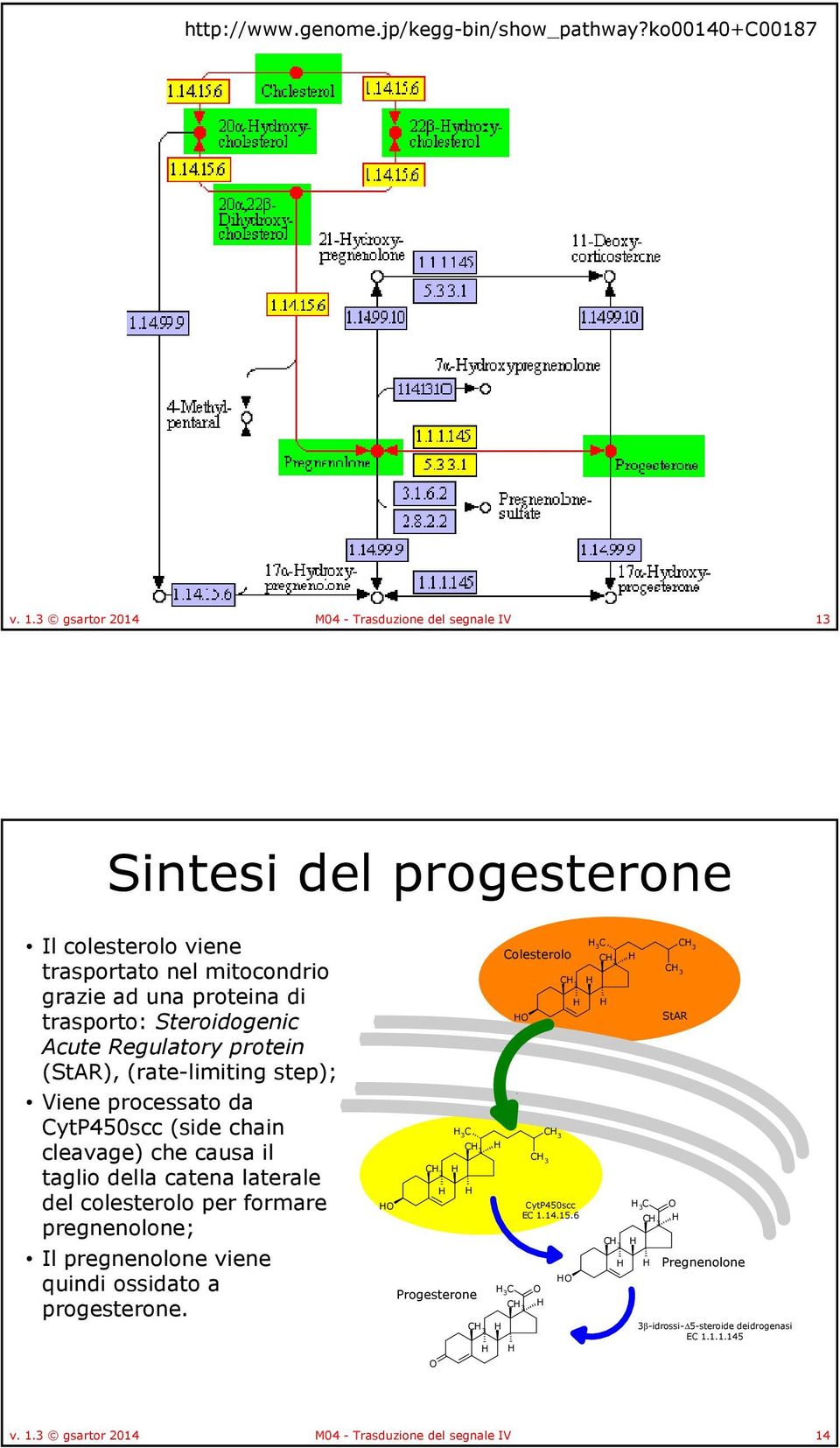 Steroidogenic Acute Regulatory protein (StAR), (rate-limitingstep); Viene processato da CytP450scc (side chain cleavage) che causa il taglio della catena laterale del