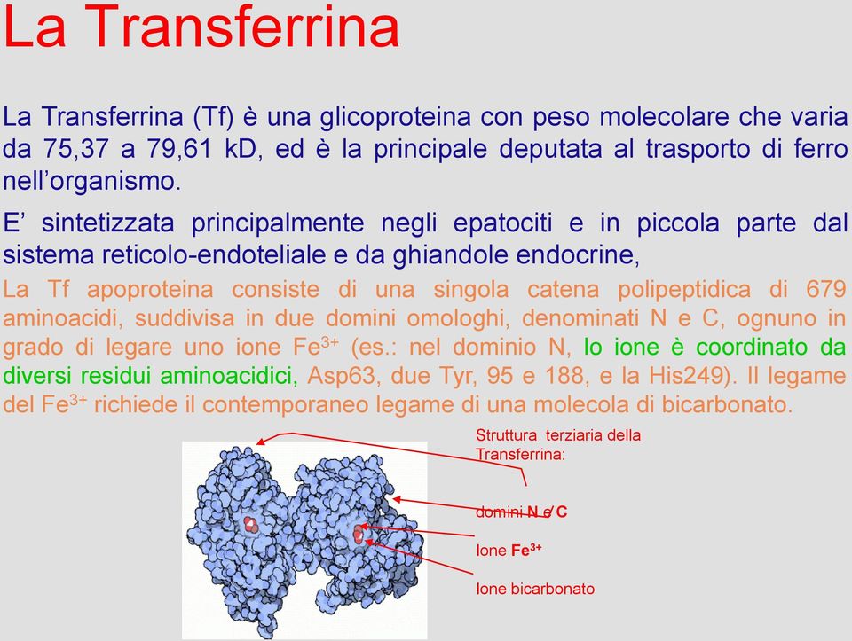 di 679 aminoacidi, suddivisa in due domini omologhi, denominati N e C, ognuno in grado di legare uno ione Fe 3+ (es.