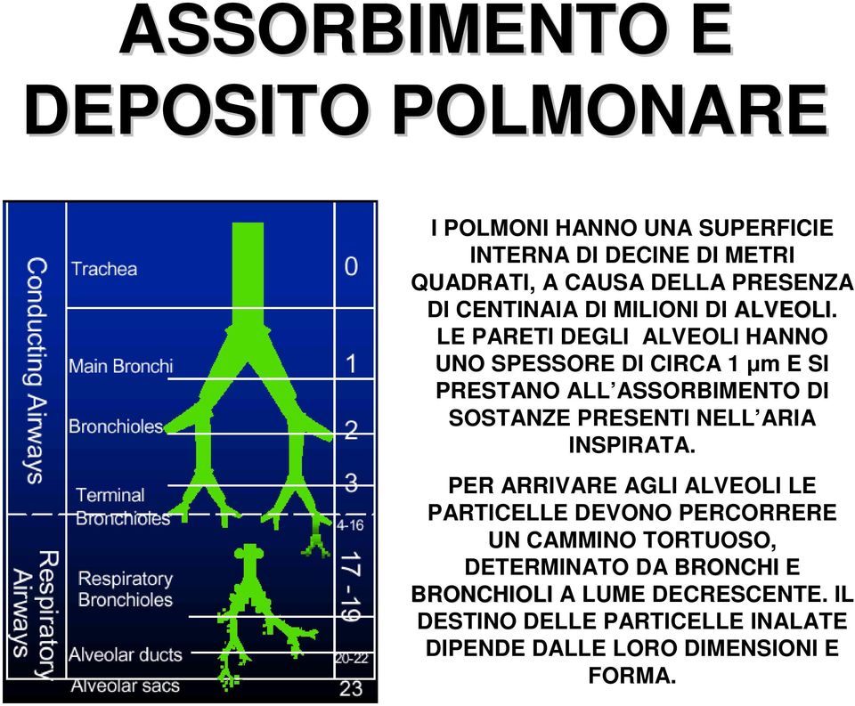 LE PARETI DEGLI ALVEOLI HANNO UNO SPESSORE DI CIRCA 1 µm E SI PRESTANO ALL ASSORBIMENTO DI SOSTANZE PRESENTI NELL ARIA