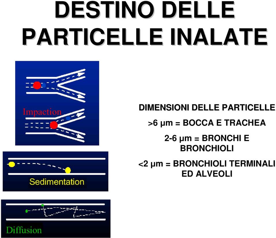 BOCCA E TRACHEA 2-6 µm = BRONCHI E