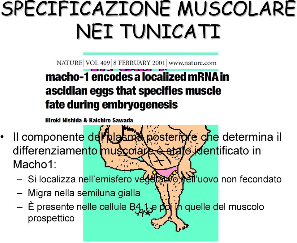 localizza nell emisfero vegetativo nell uovo non fecondato Migra nella