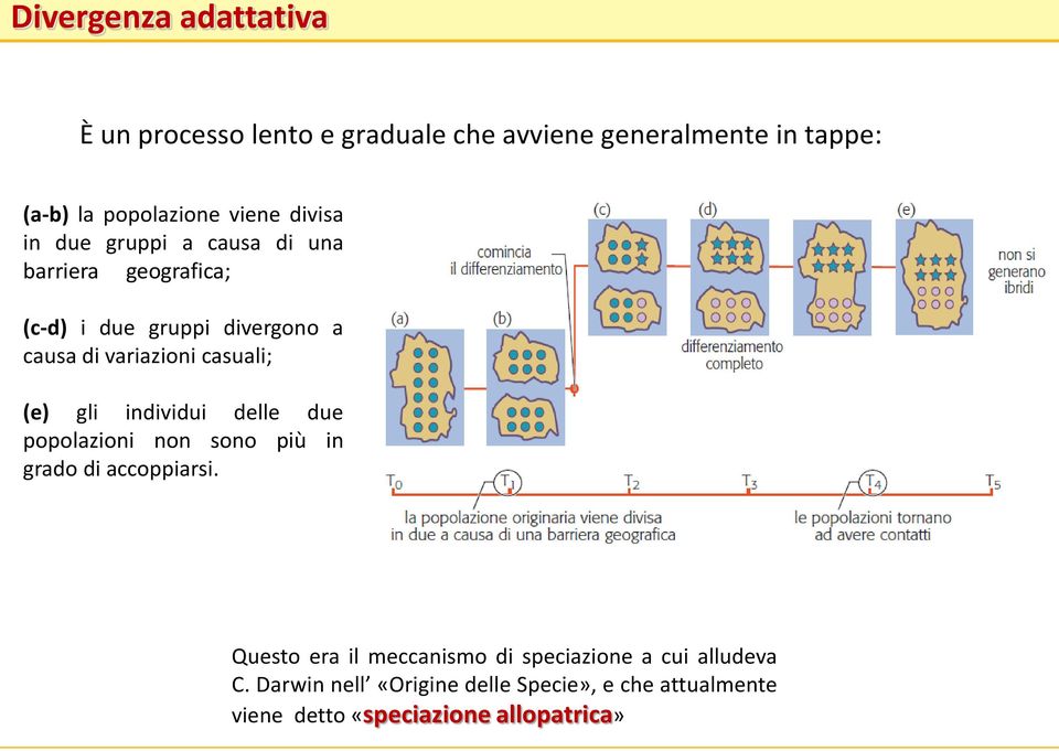 casuali; (e) gli individui delle due popolazioni non sono più in grado di accoppiarsi.