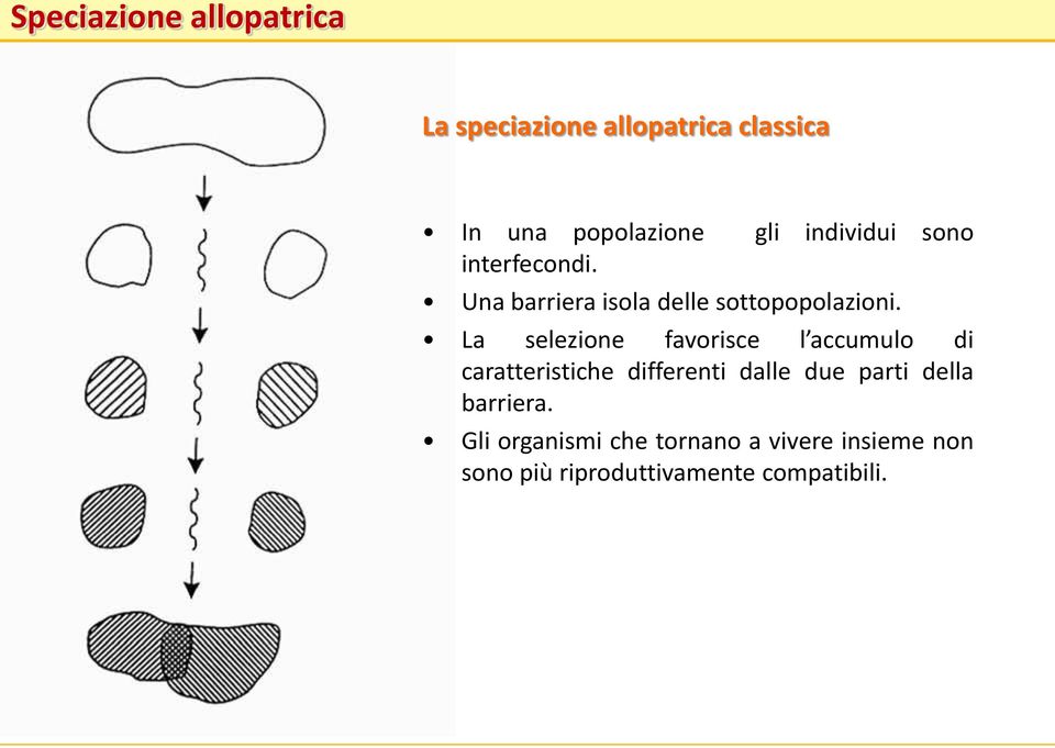 La selezione favorisce l accumulo di caratteristiche differenti dalle due parti