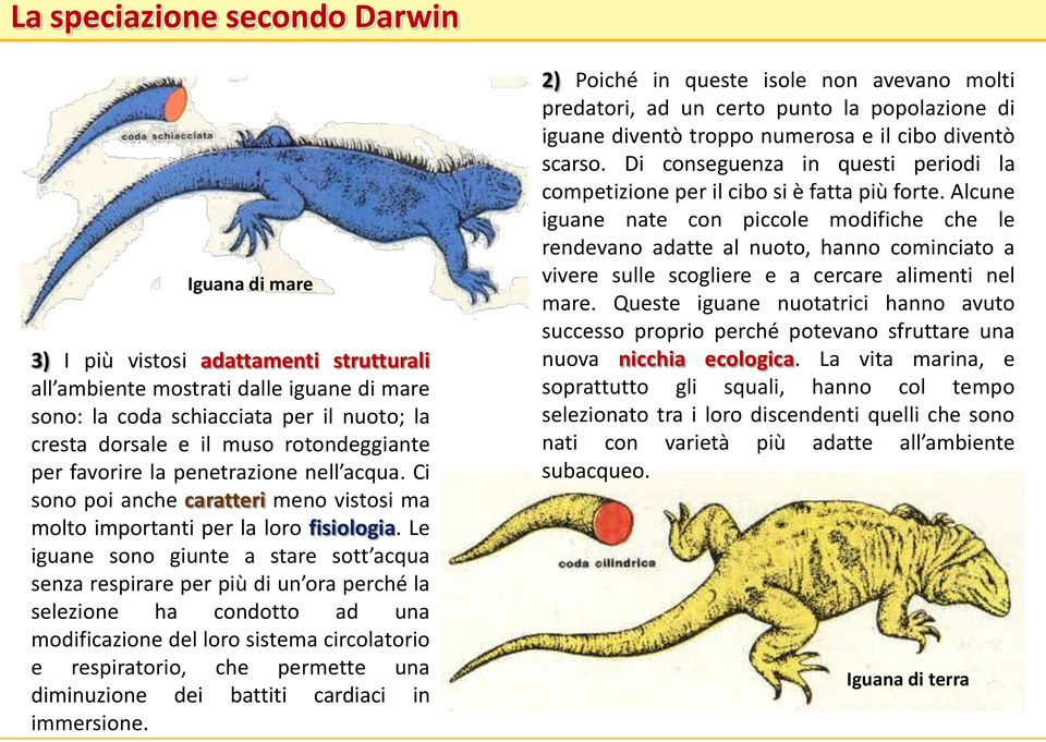 Le iguane sono giunte a stare sott acqua senza respirare per più di un ora perché la selezione ha condotto ad una modificazione del loro sistema circolatorio e respiratorio, che permette una