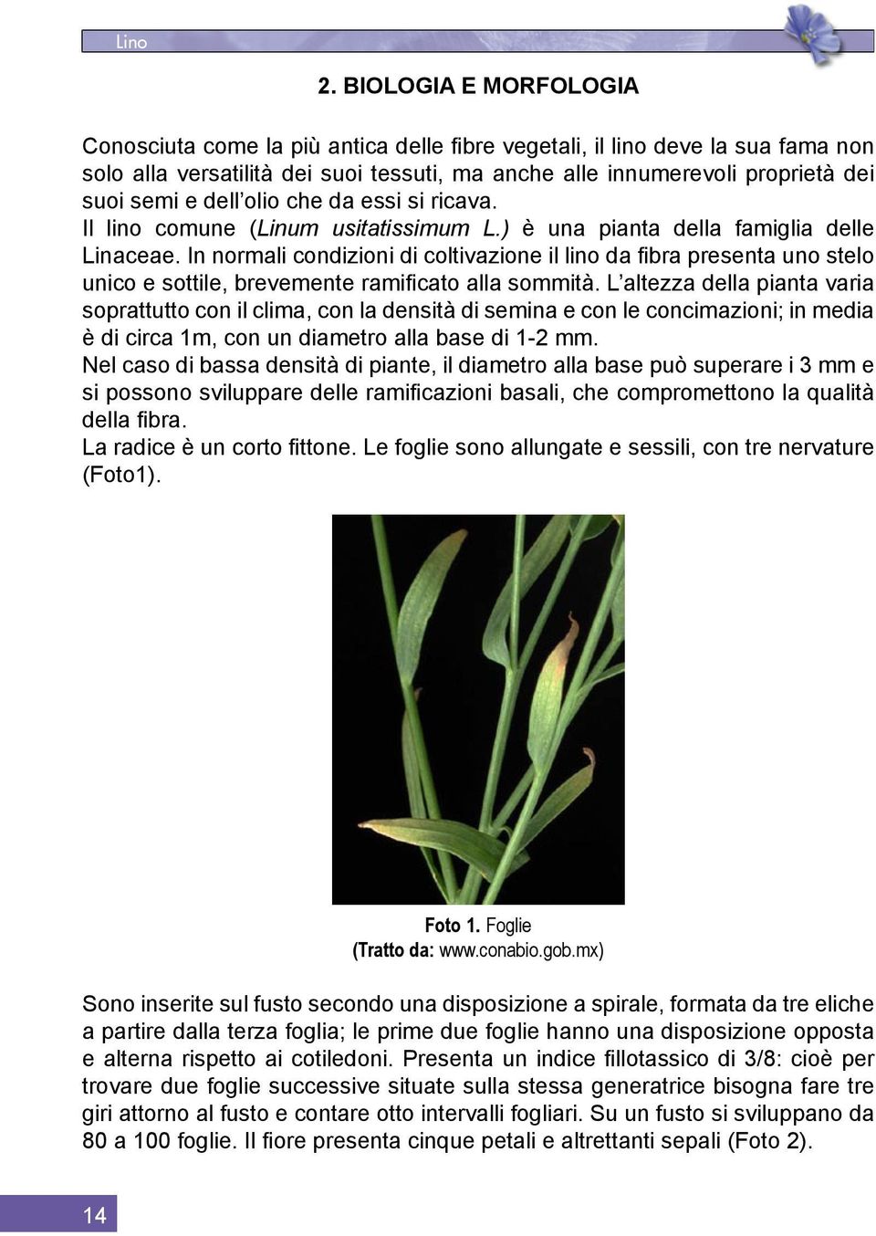 dell olio che da essi si ricava. Il lino comune (Linum usitatissimum L.) è una pianta della famiglia delle Linaceae.