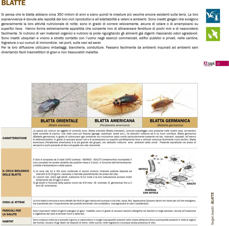 Sono insetti gregari che svolgono generalmente la loro attività nutrizionale di notte; sono in grado di correre velocemente, alcune di volare o di arrampicarsi su superfici lisce.