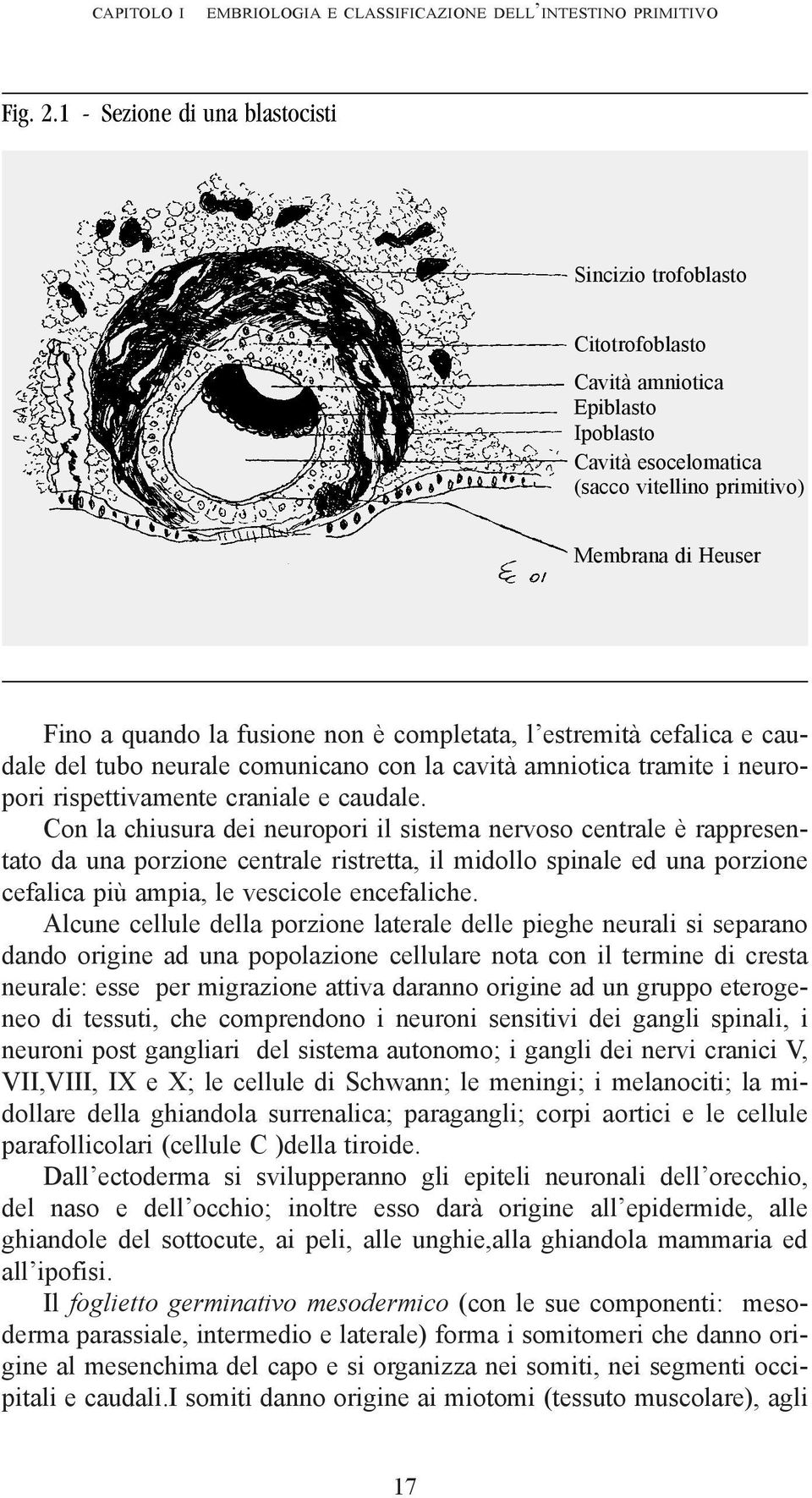 non è completata, l estremità cefalica e caudale del tubo neurale comunicano con la cavità amniotica tramite i neuropori rispettivamente craniale e caudale.