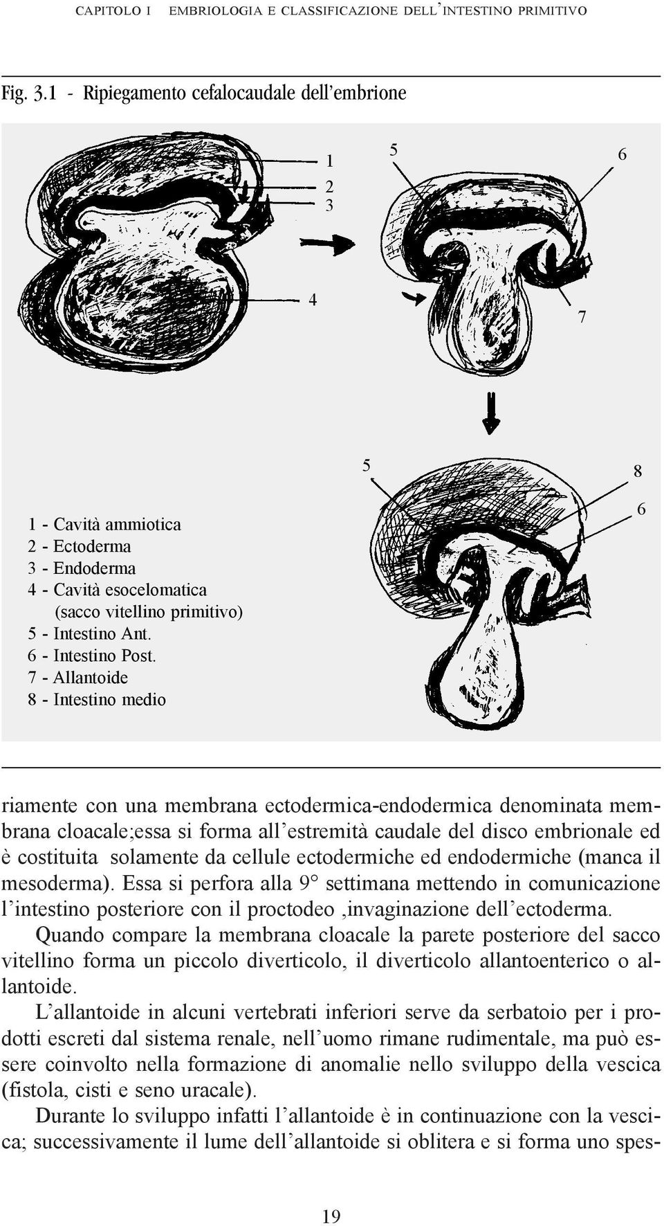 6 - Intestino Post.