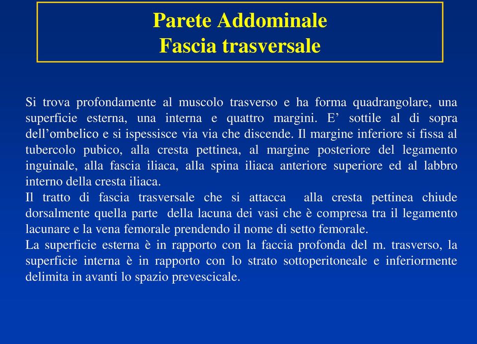 Il margine inferiore si fissa al tubercolo pubico, alla cresta pettinea, al margine posteriore del legamento inguinale, alla fascia iliaca, alla spina iliaca anteriore superiore ed al labbro interno