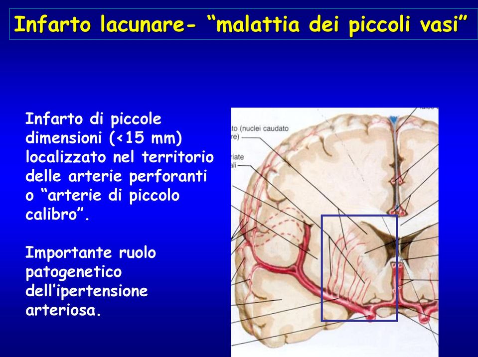 delle arterie perforanti o arterie di piccolo calibro.